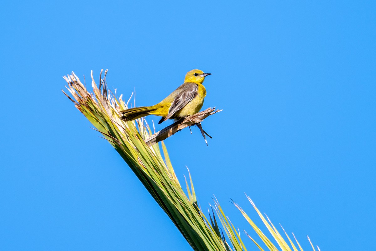 Hooded Oriole - Melani King