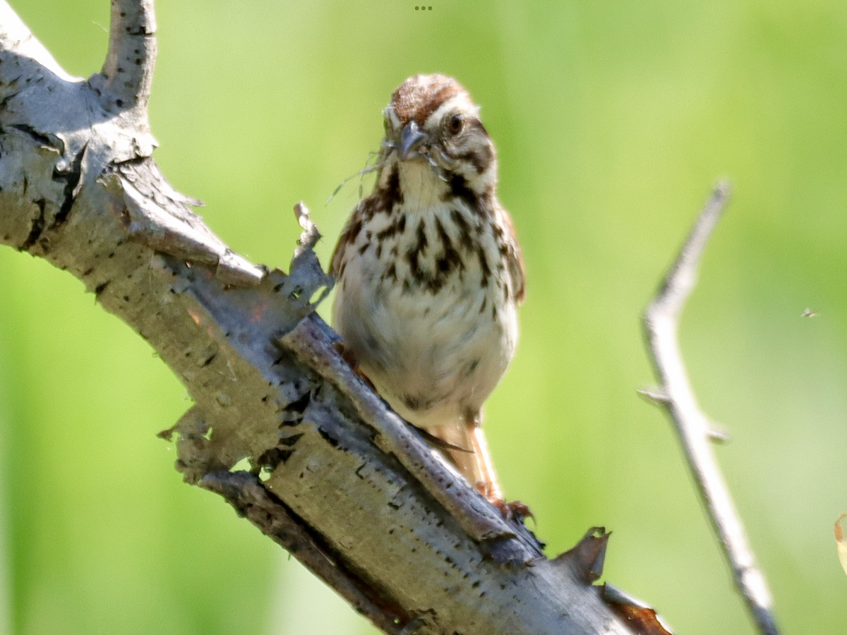 Song Sparrow - William Going