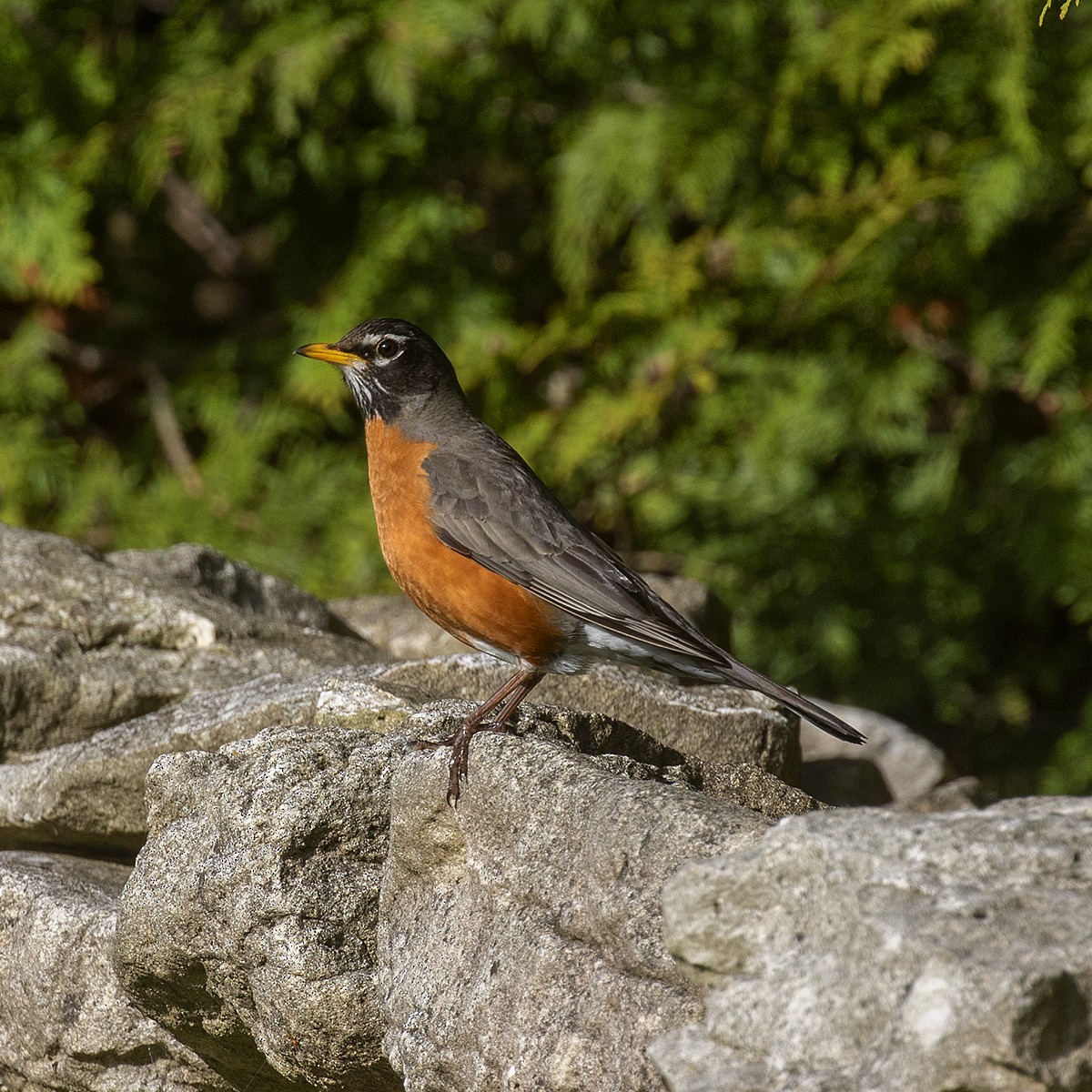 American Robin - Dan Vickers