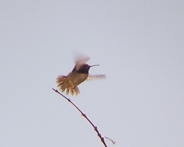 Calliope Hummingbird - Rachel Pon