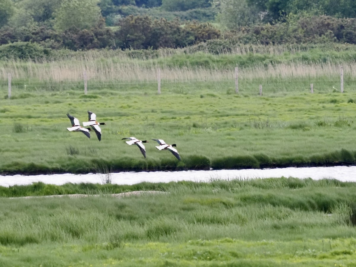 Common Shelduck - Cheshta Buckley