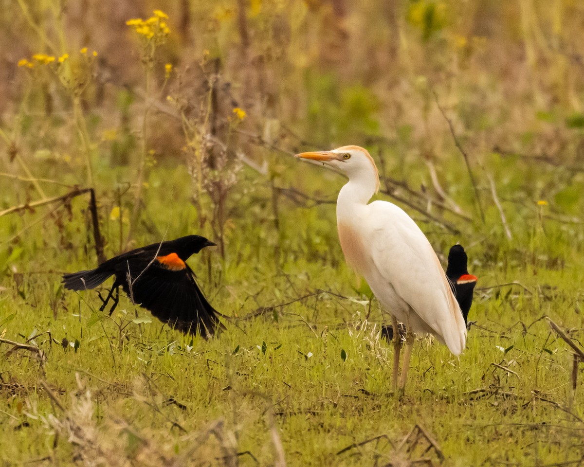 Чапля єгипетська (підвид ibis) - ML619490333
