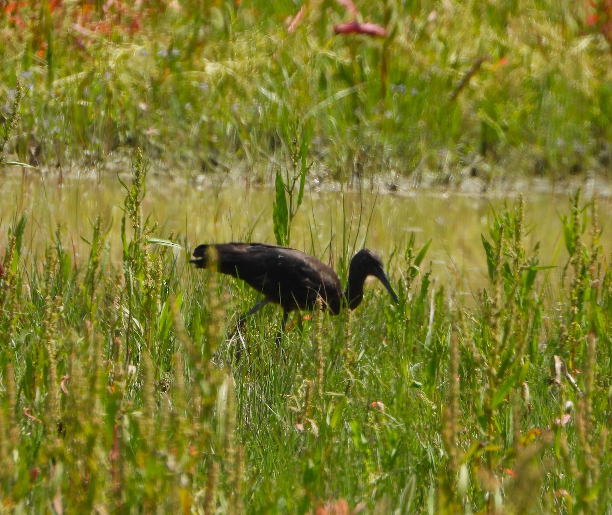 Glossy Ibis - ML619490348