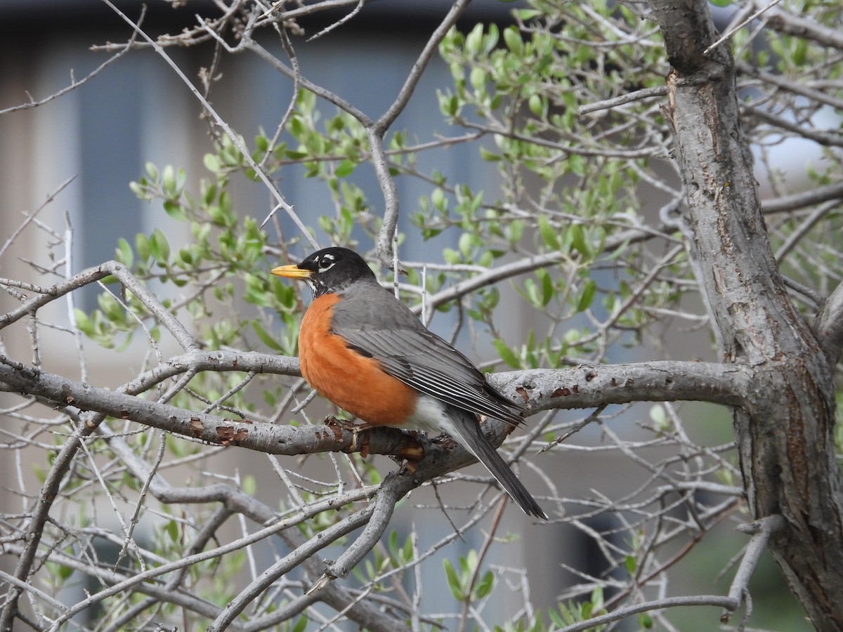 American Robin - Gerard Nachtegaele