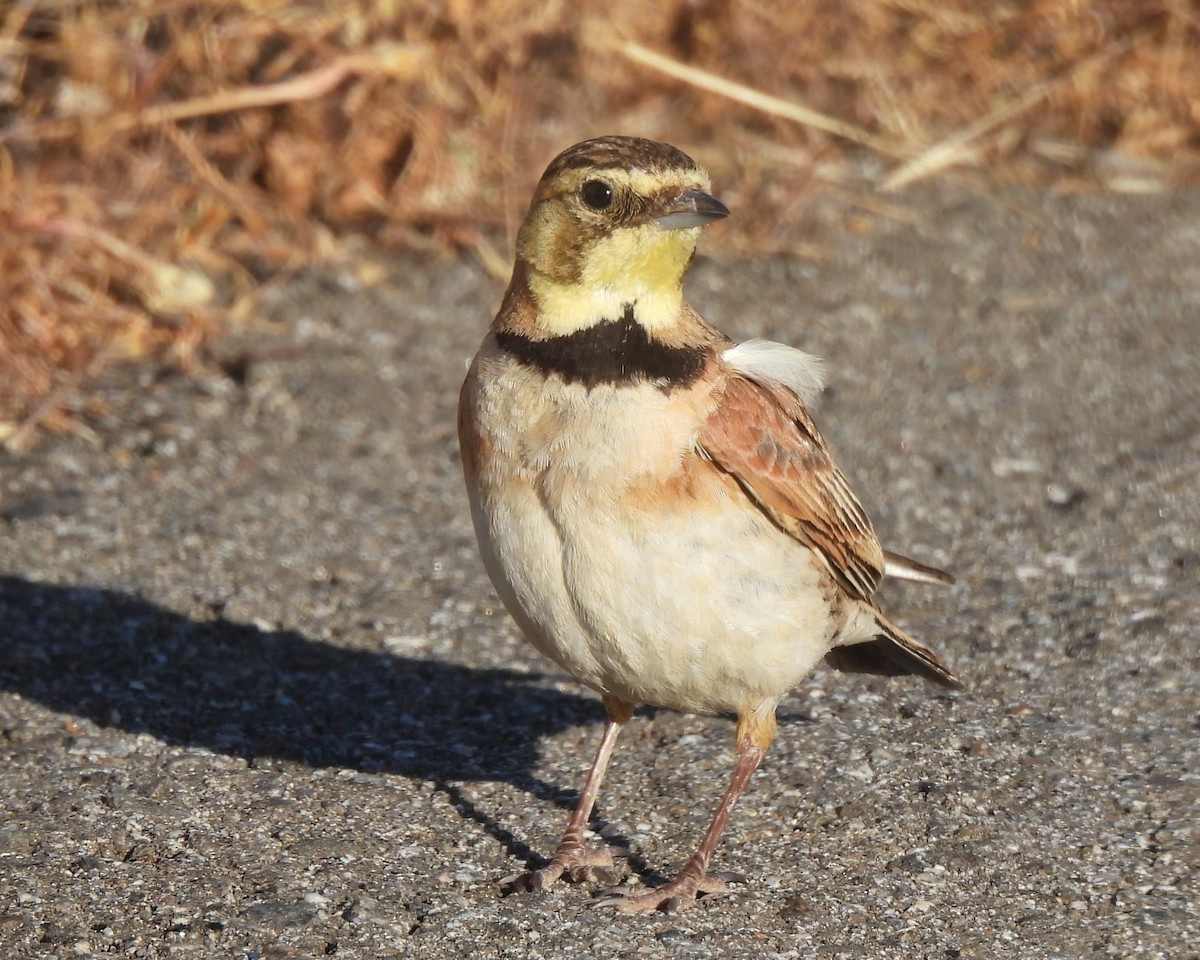 Horned Lark - Michael I Christie