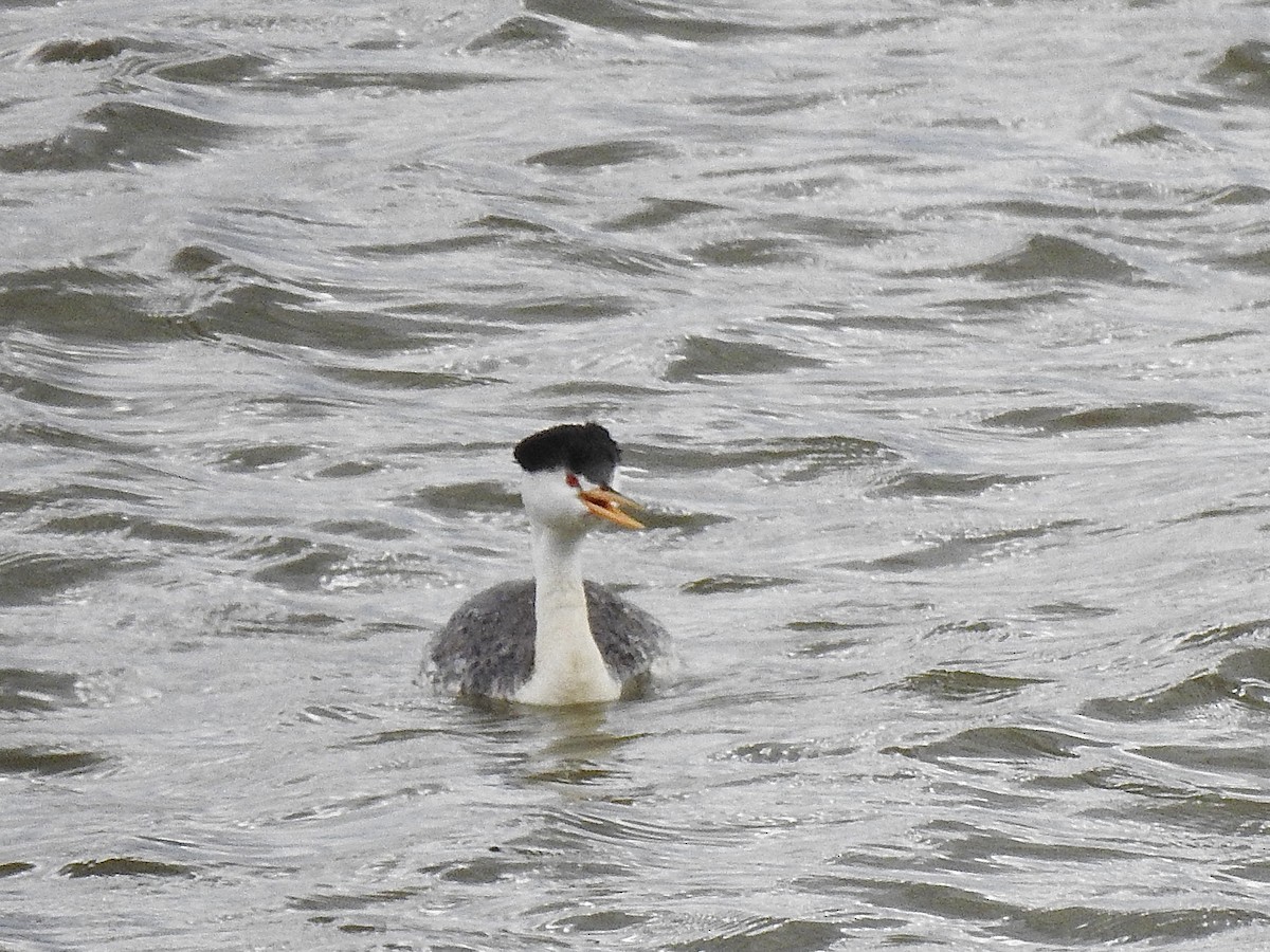 Clark's Grebe - Sharlane Toole