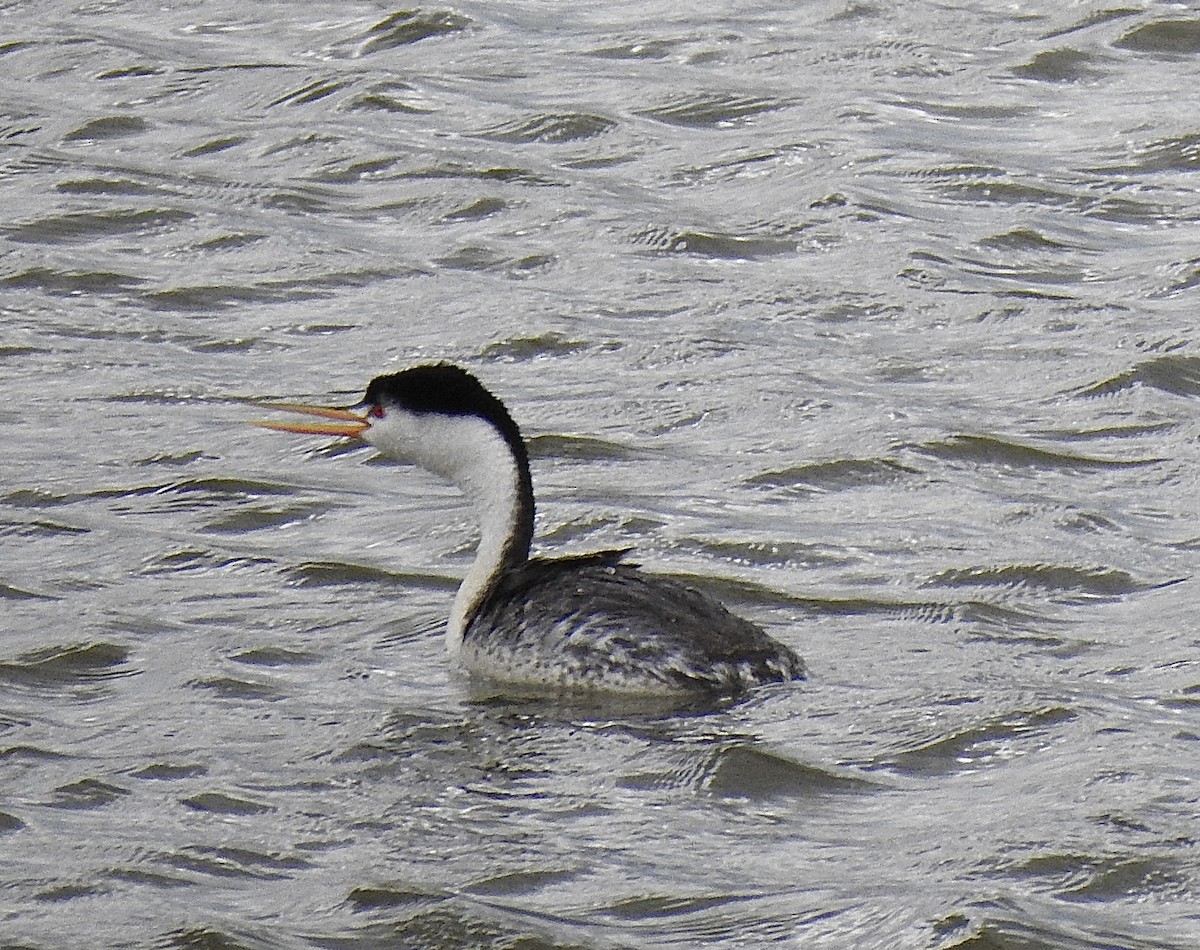 Clark's Grebe - Sharlane Toole