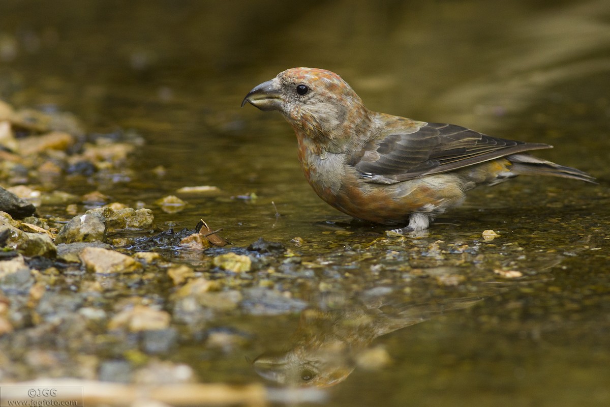 Red Crossbill - Javier Gómez González