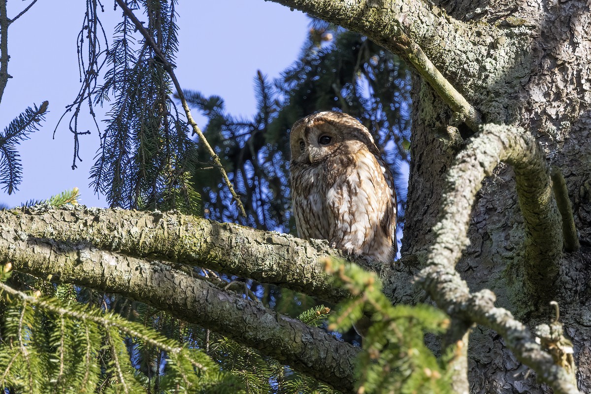 Tawny Owl - Delfin Gonzalez