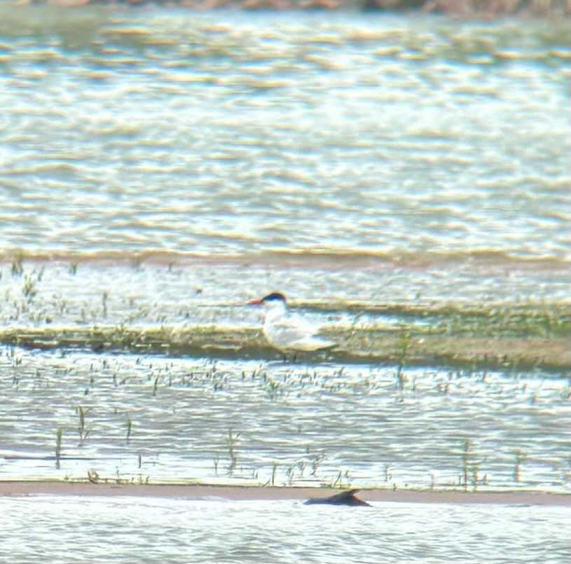 Caspian Tern - Braden Farris