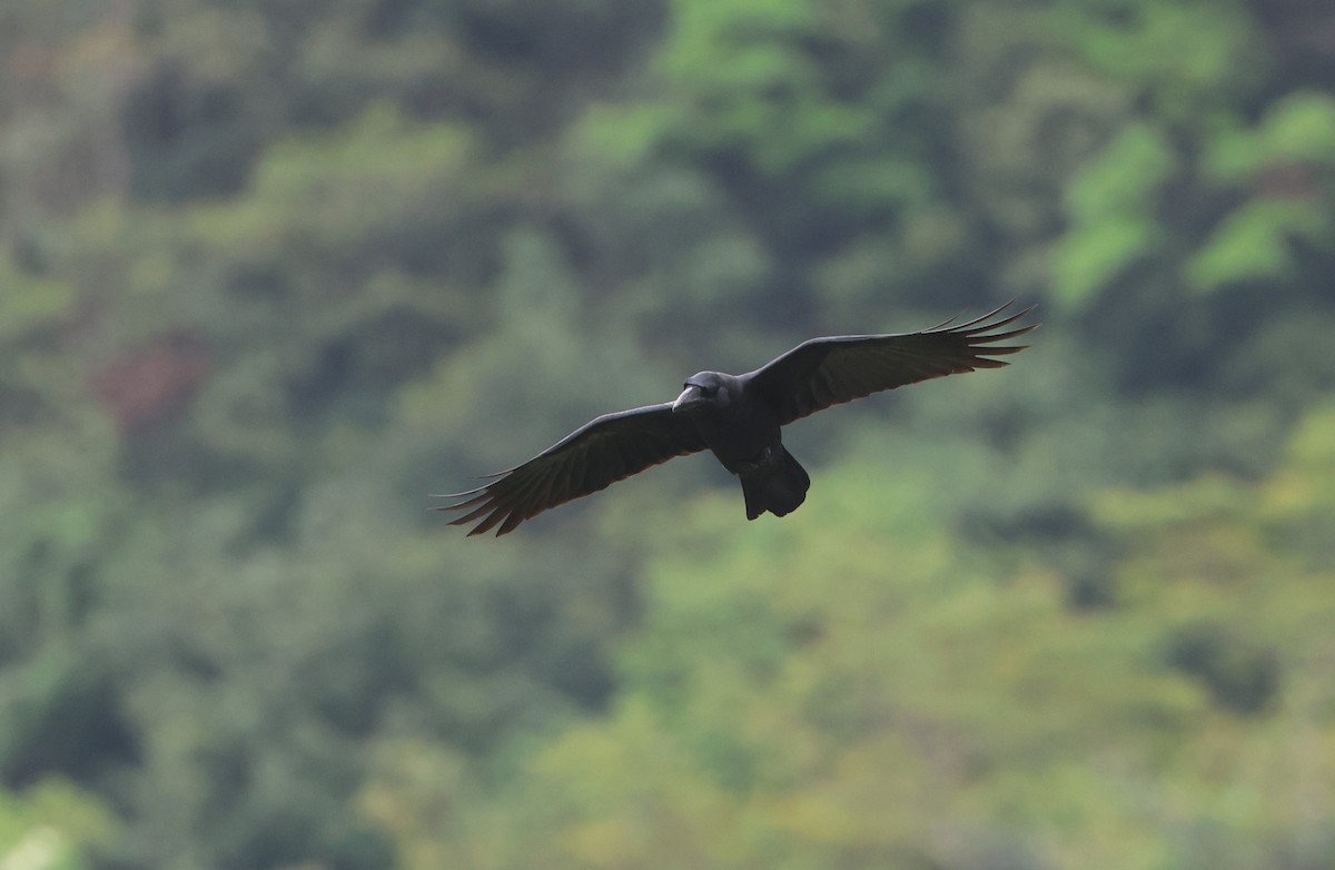 Large-billed Crow - Simon Pinder