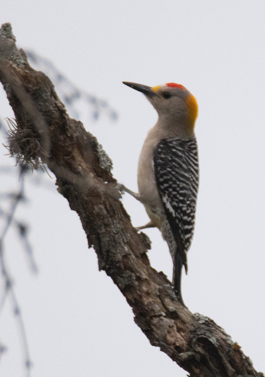 Golden-fronted Woodpecker - Pat Tomsho