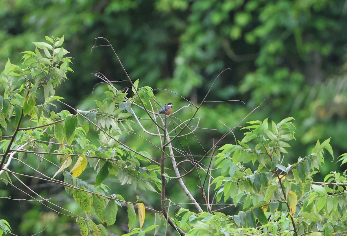 Chestnut-bellied Tit - ML619490379