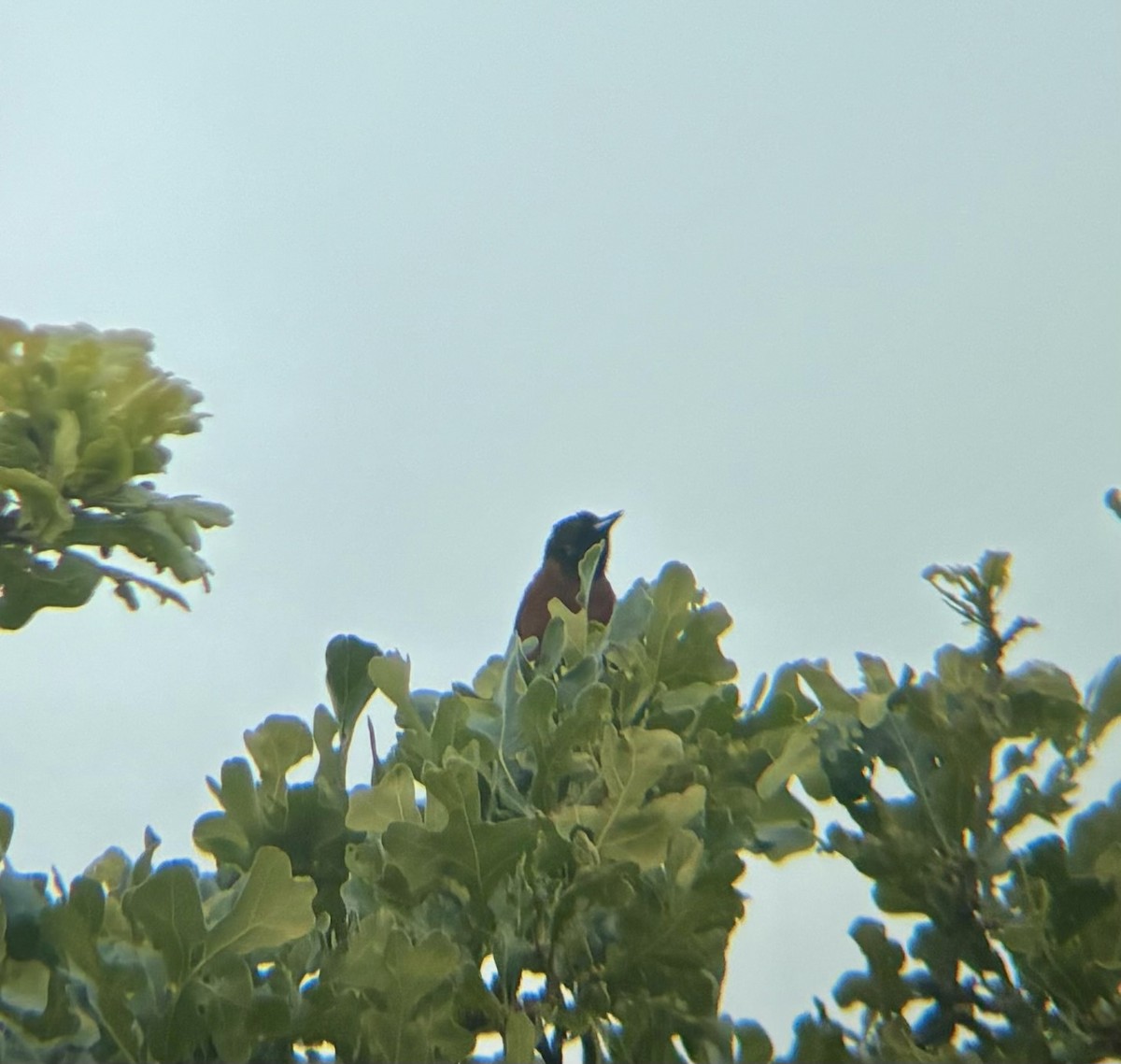 Orchard Oriole - Braden Farris