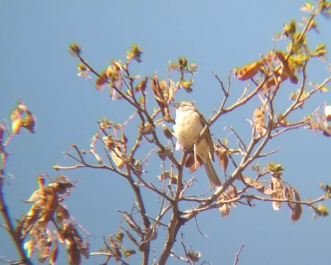 Chipping Sparrow - Rachel Pon