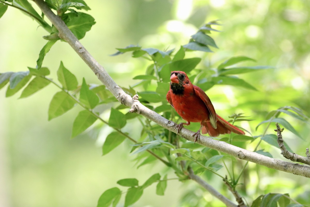 Northern Cardinal - William Going