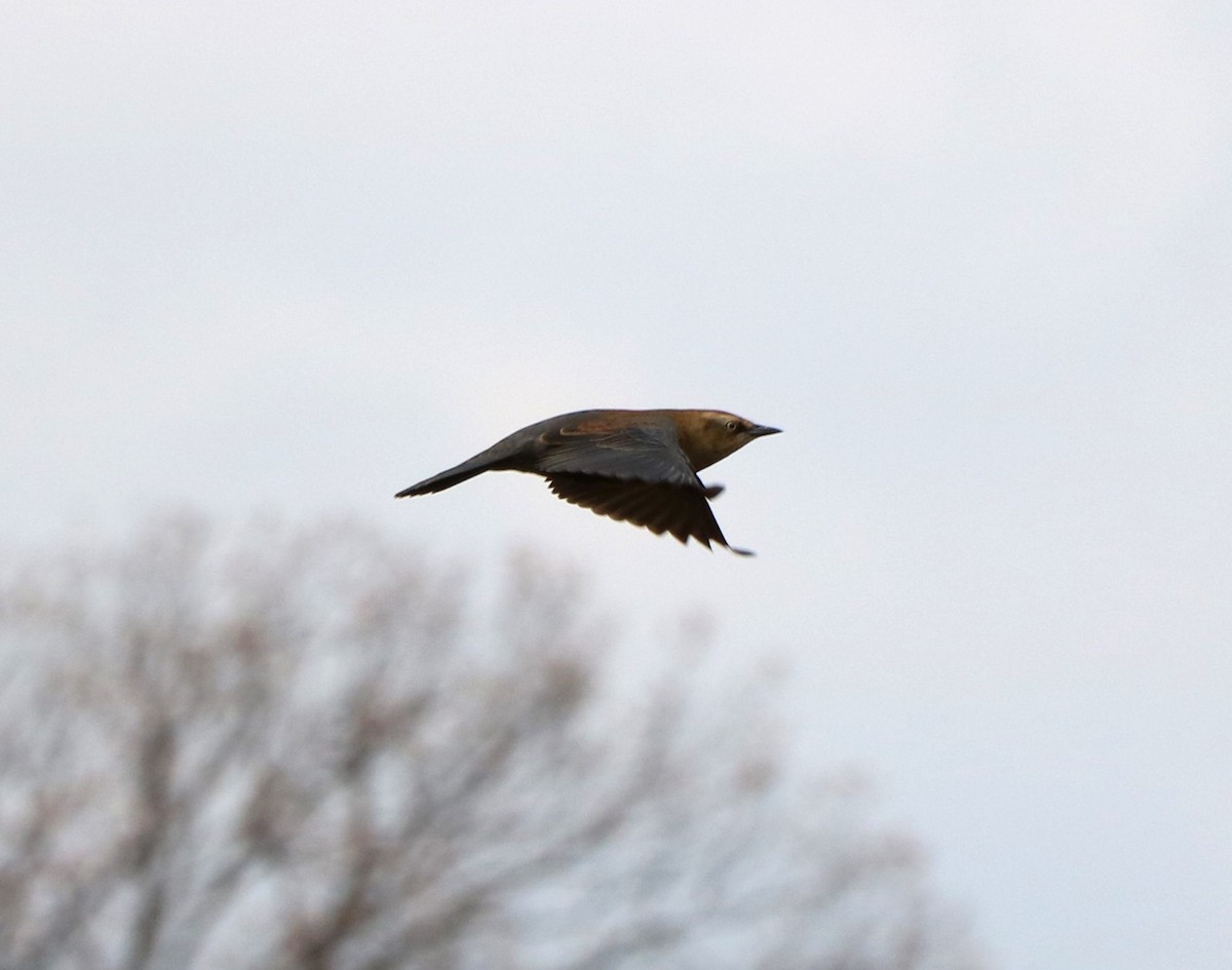 Rusty Blackbird - Lisa Maier