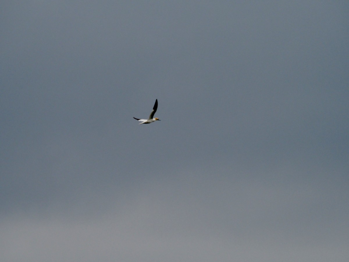 Northern Gannet - ML619490404