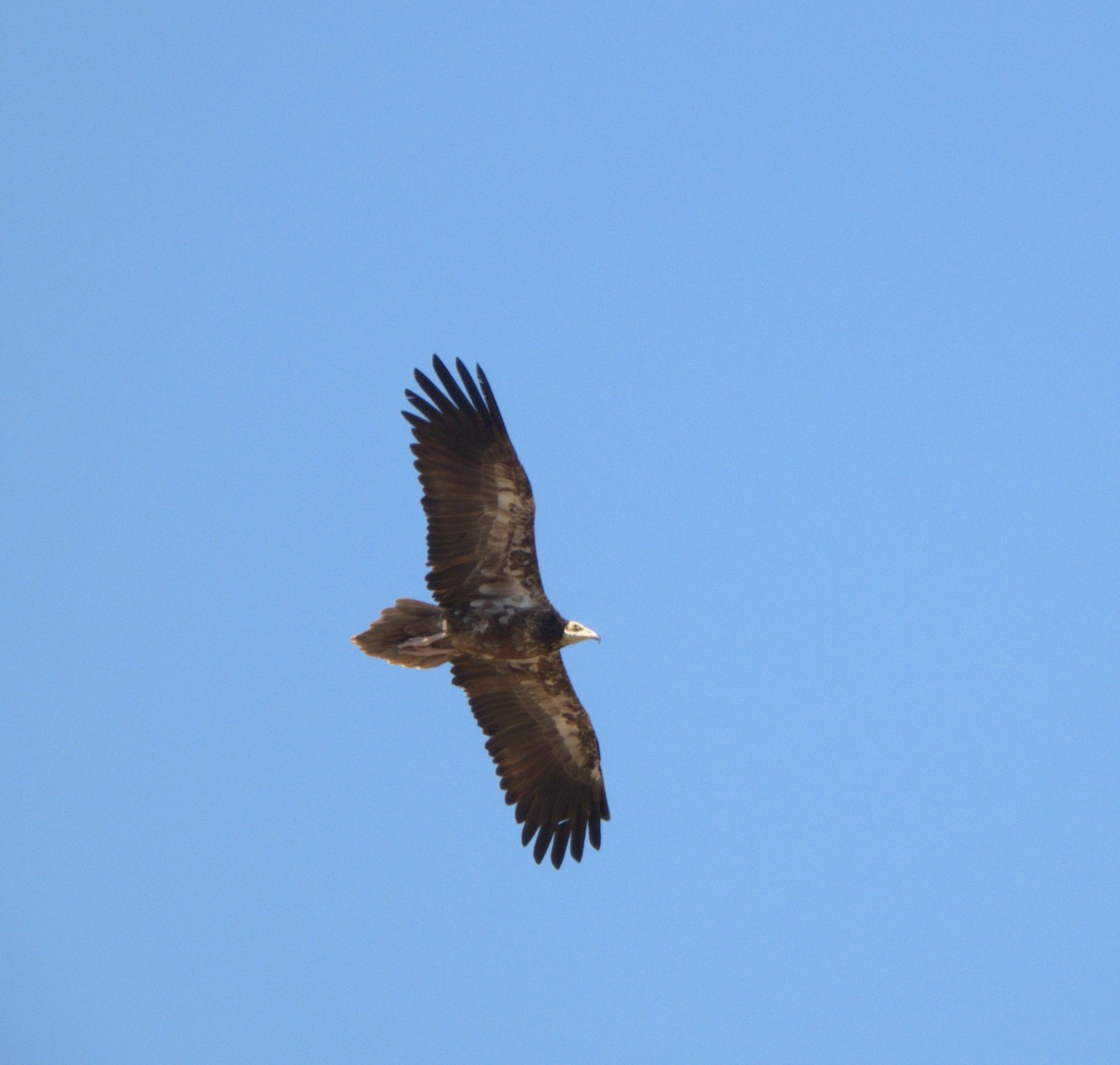 Egyptian Vulture - José Manuel Sánchez Sanz