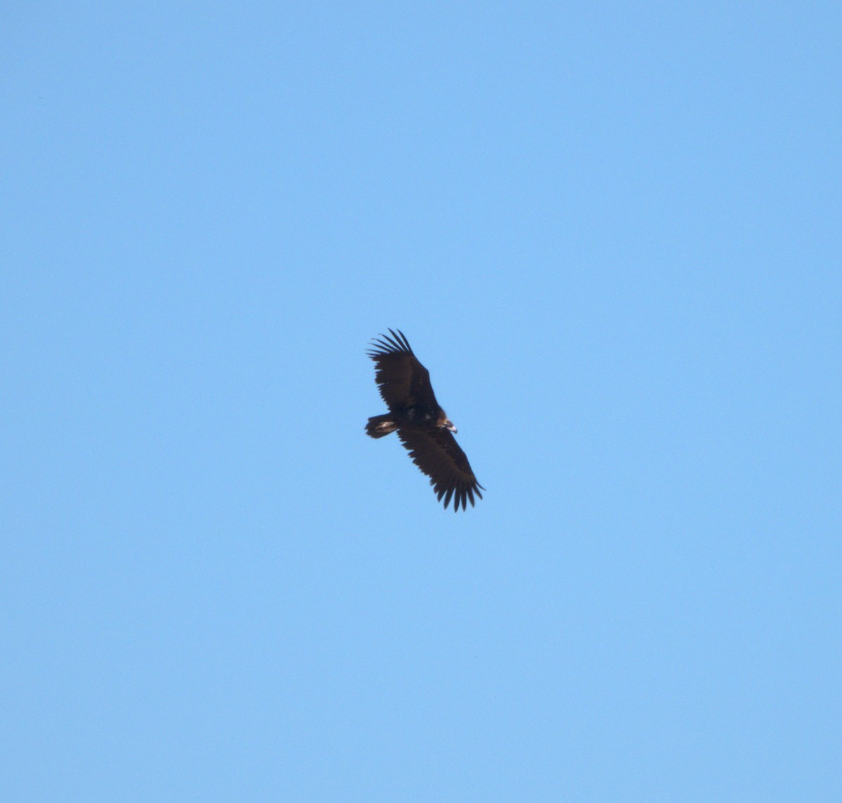 Cinereous Vulture - José Manuel Sánchez Sanz