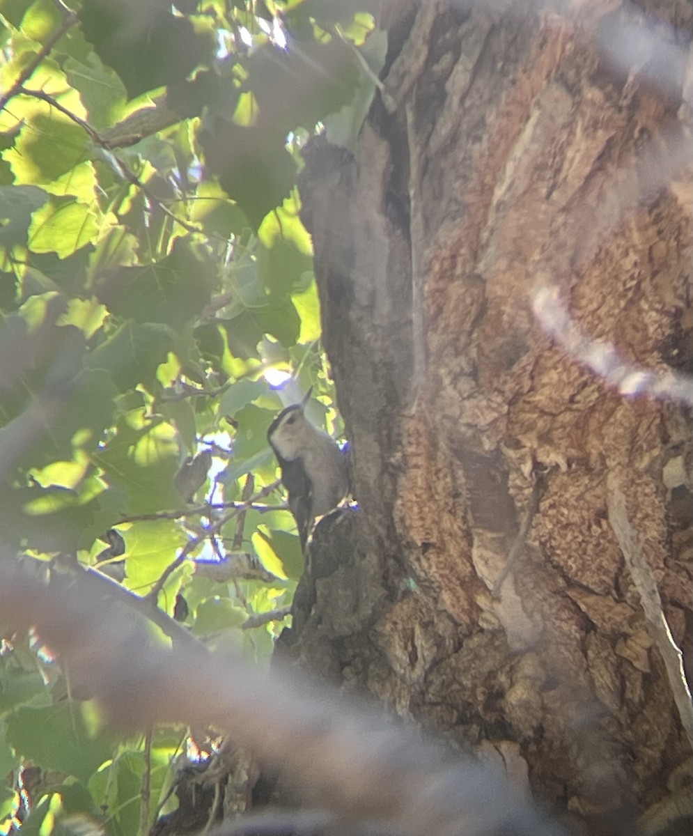 White-breasted Nuthatch - Brandon Bogner