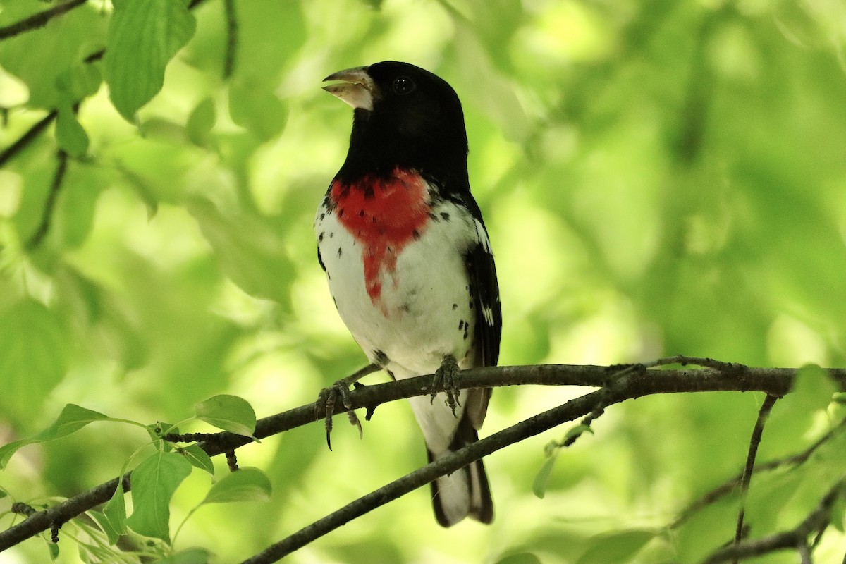 Rose-breasted Grosbeak - William Going