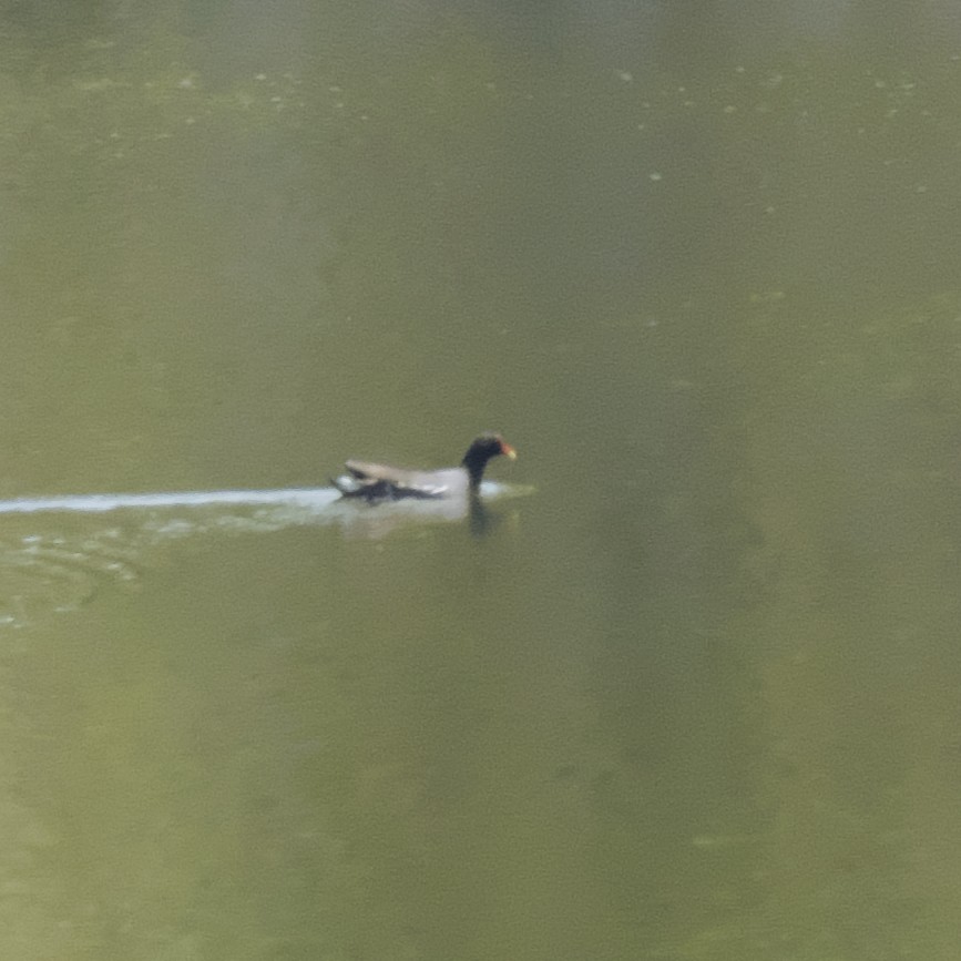 Common Gallinule - Guillaume Charette