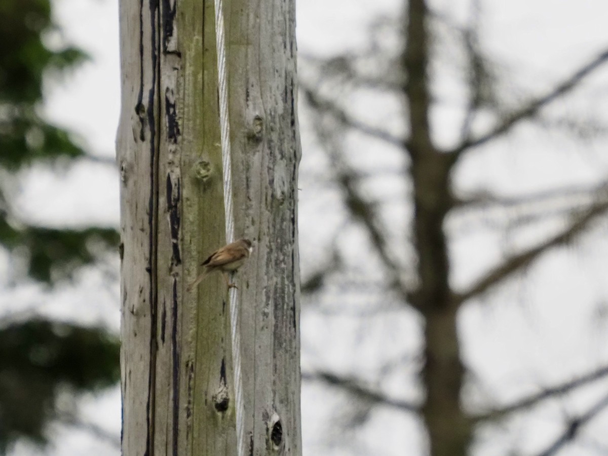 Greater Whitethroat - Cheshta Buckley