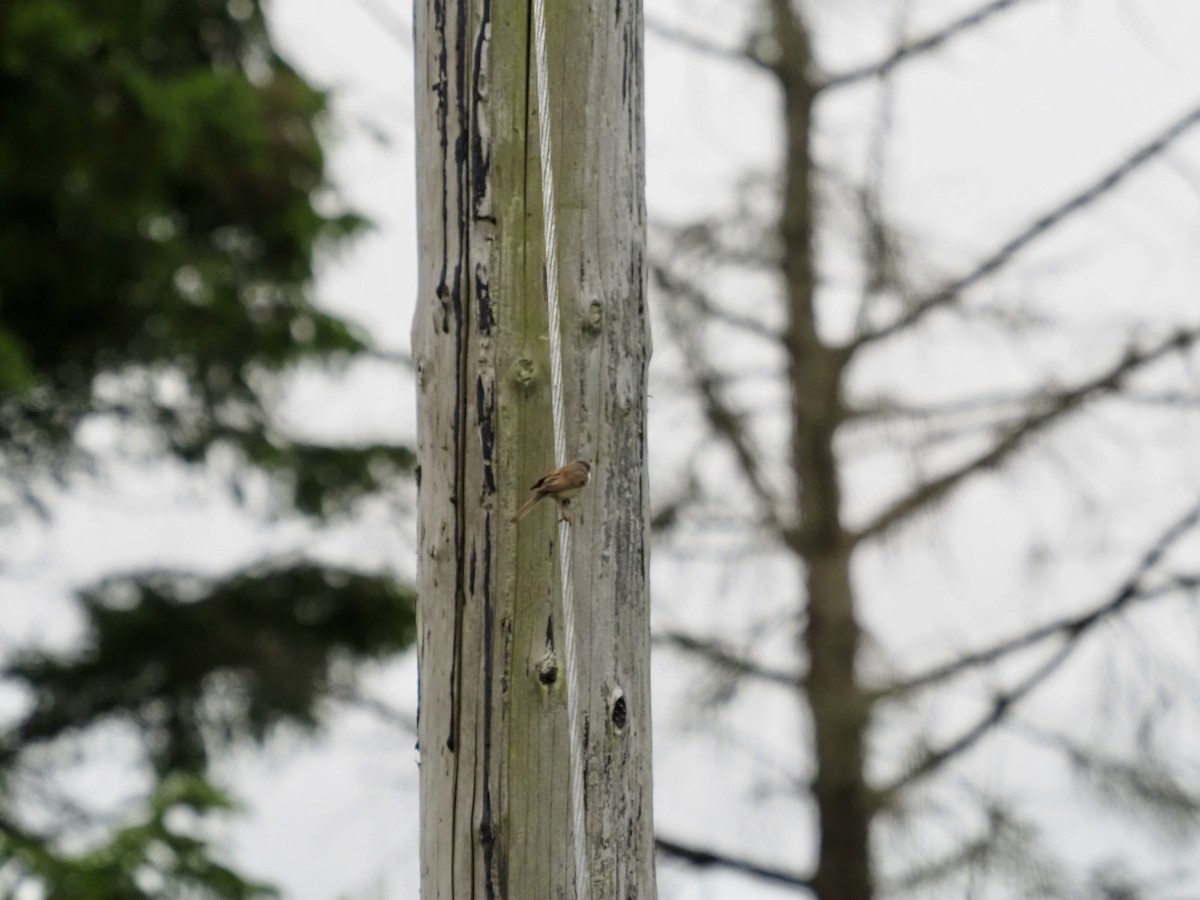 Greater Whitethroat - Cheshta Buckley