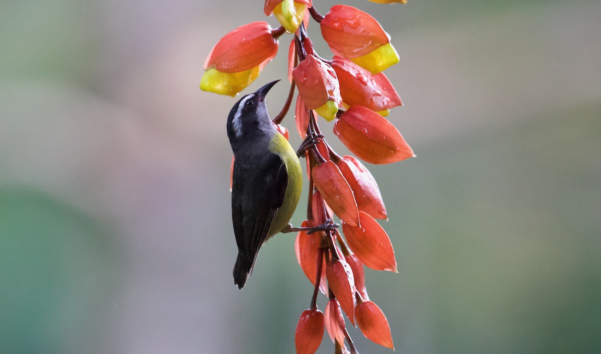 Bananaquit - David Brassington