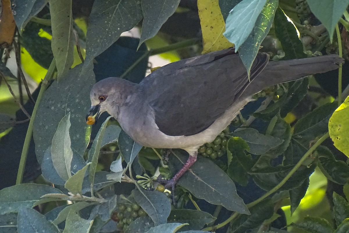 White-tipped Dove - Daniel Pérez Peña