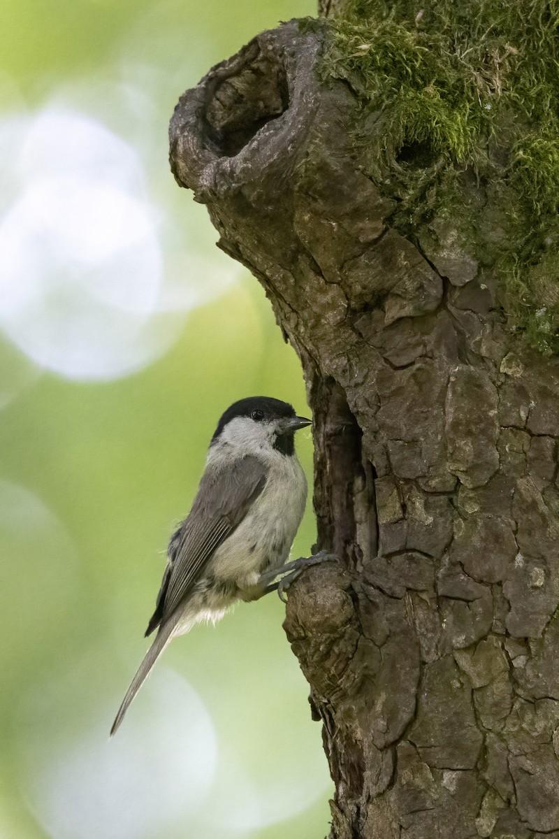 Marsh Tit - Delfin Gonzalez