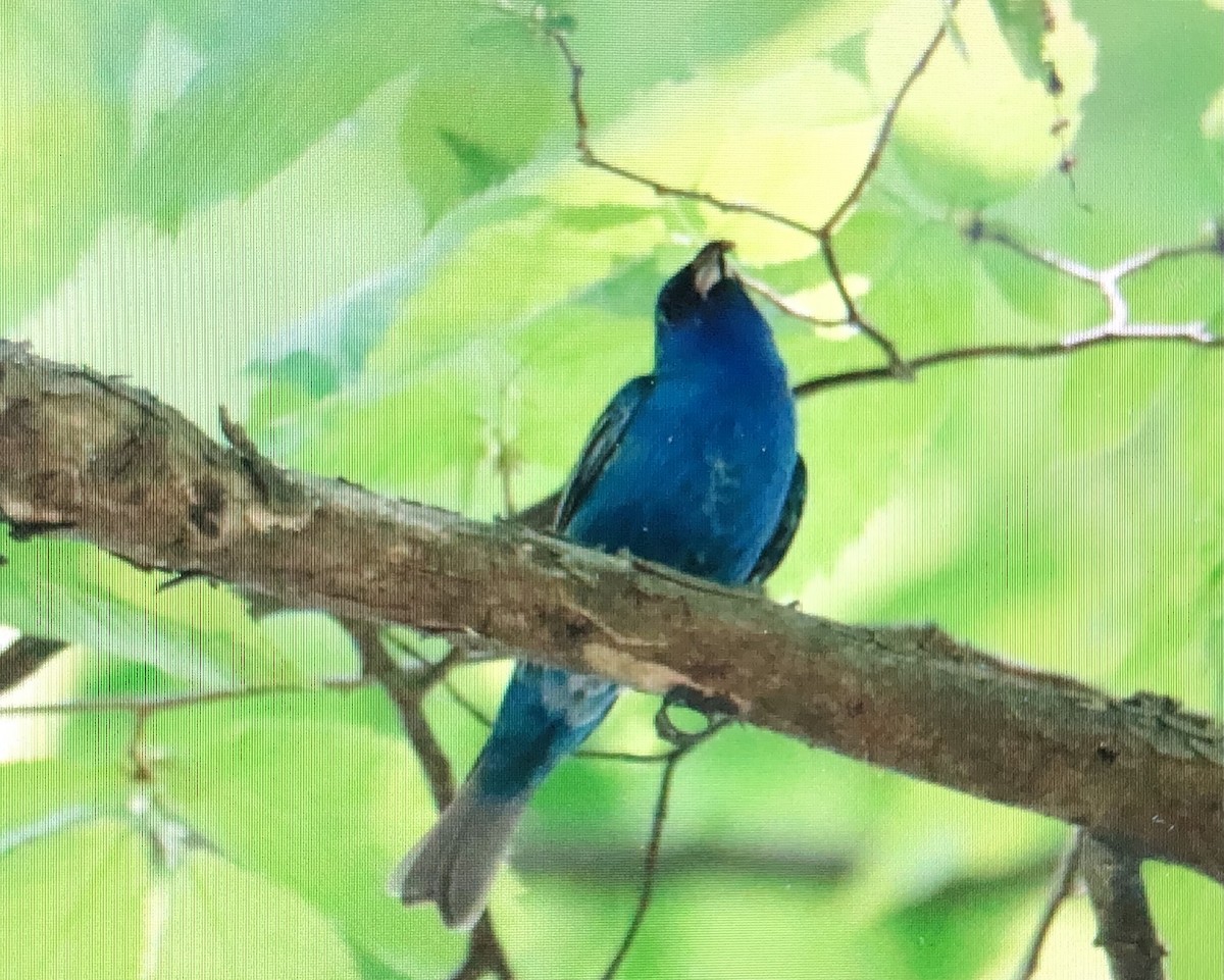 Indigo Bunting - Jules S