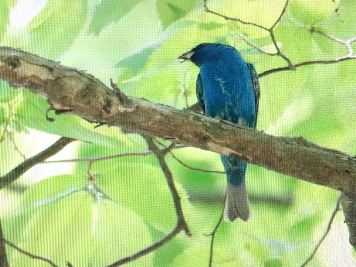 Indigo Bunting - Jules S