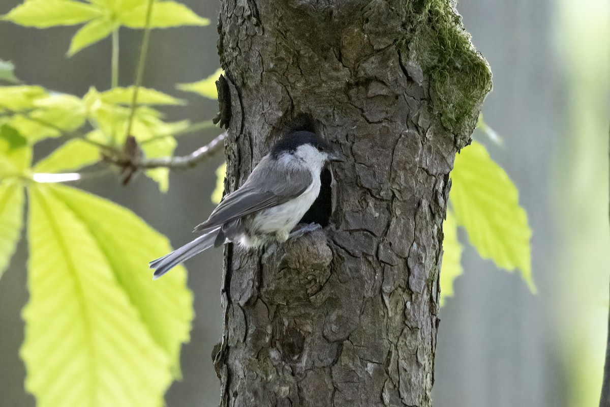 Marsh Tit - Delfin Gonzalez