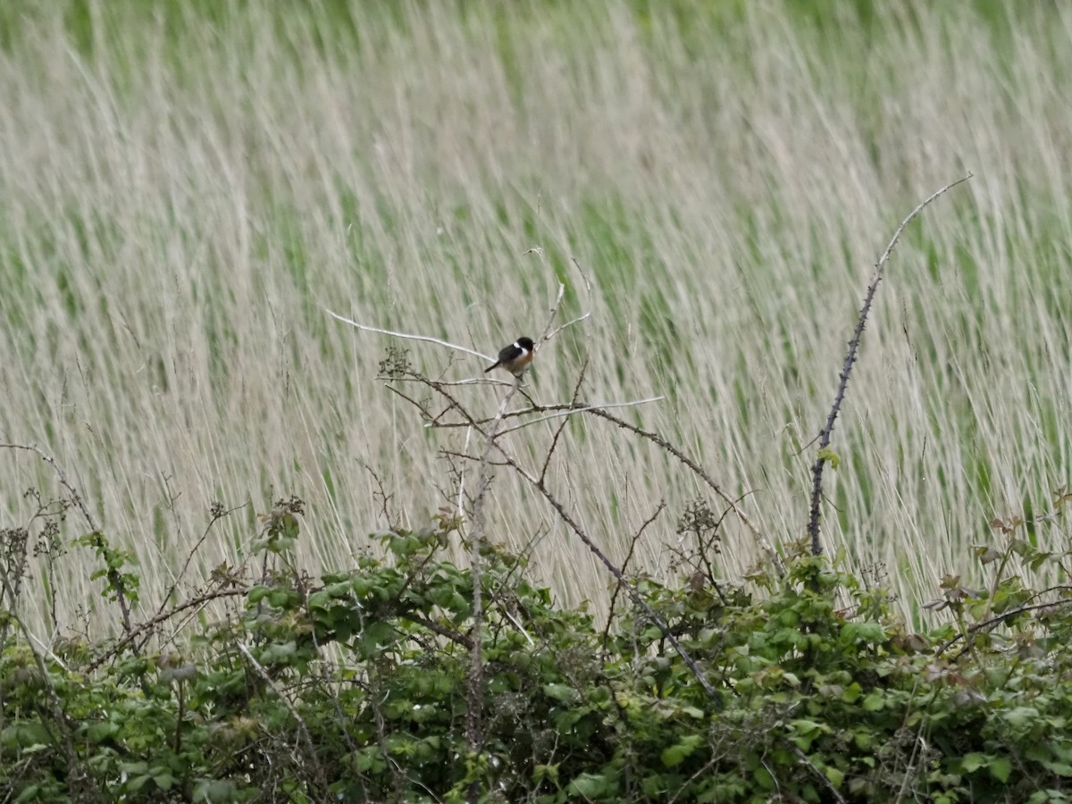 Reed Bunting - Cheshta Buckley