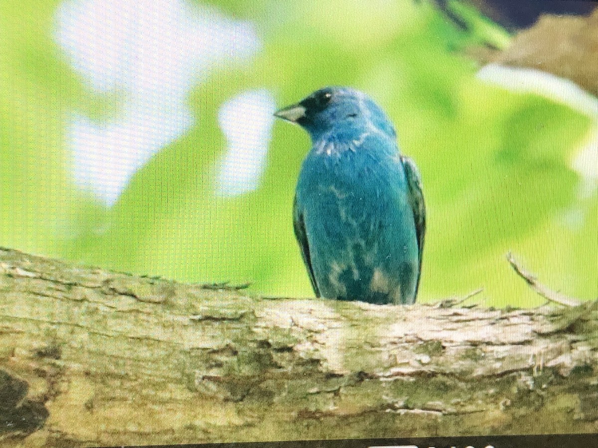 Indigo Bunting - Jules S