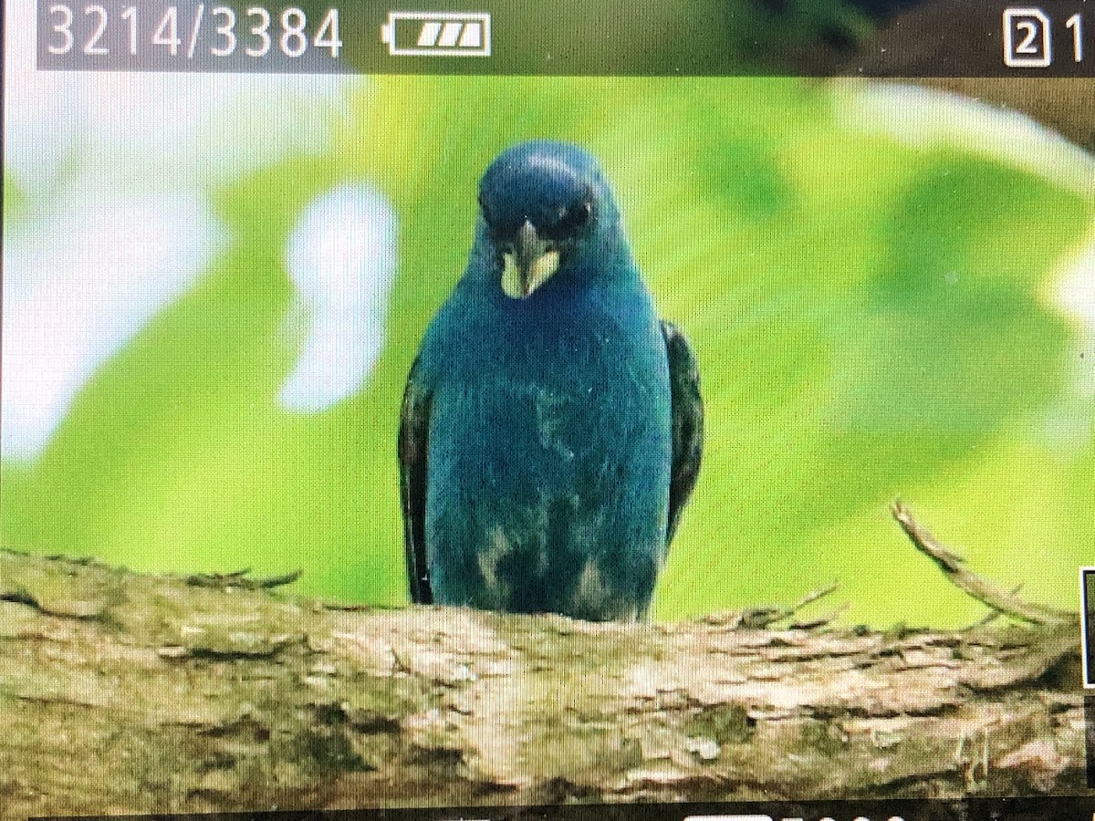 Indigo Bunting - Jules S