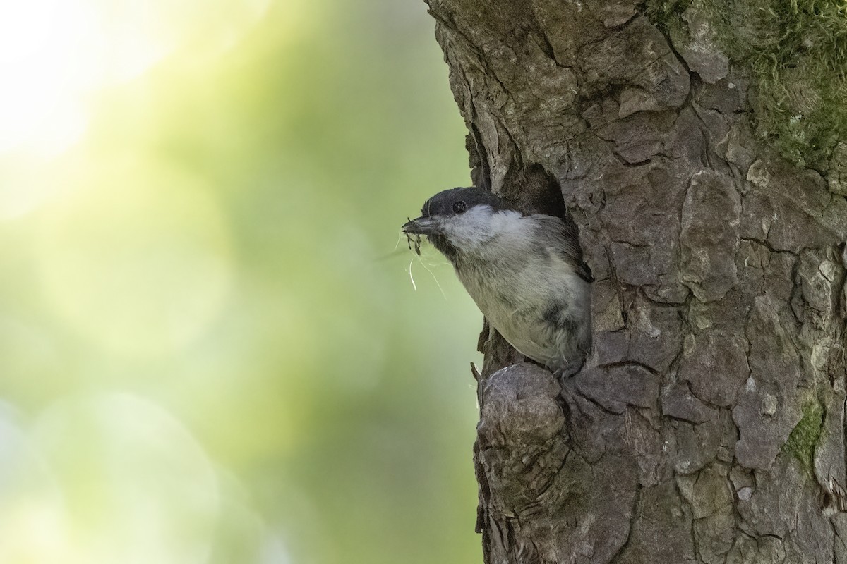 Marsh Tit - Delfin Gonzalez