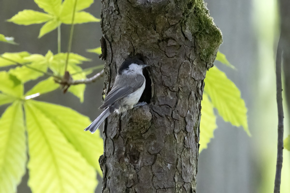 Marsh Tit - Delfin Gonzalez