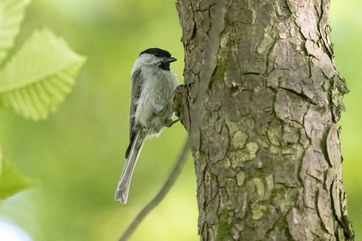 Marsh Tit - Delfin Gonzalez