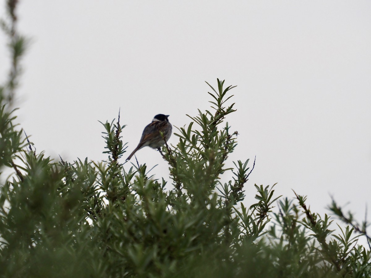 Reed Bunting - ML619490450