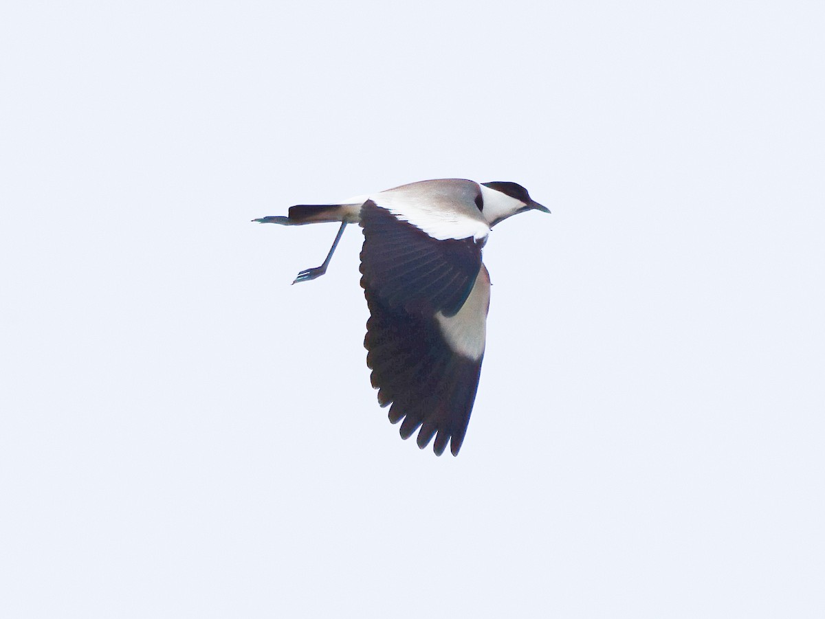 Spur-winged Lapwing - Andrew Pryce