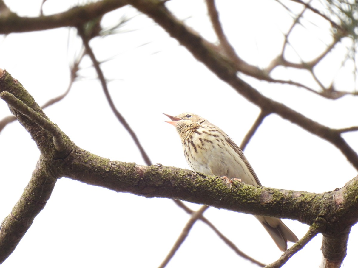 Tree Pipit - ML619490484