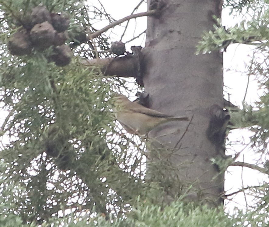 Willow Warbler - Elaheh Afsaneh