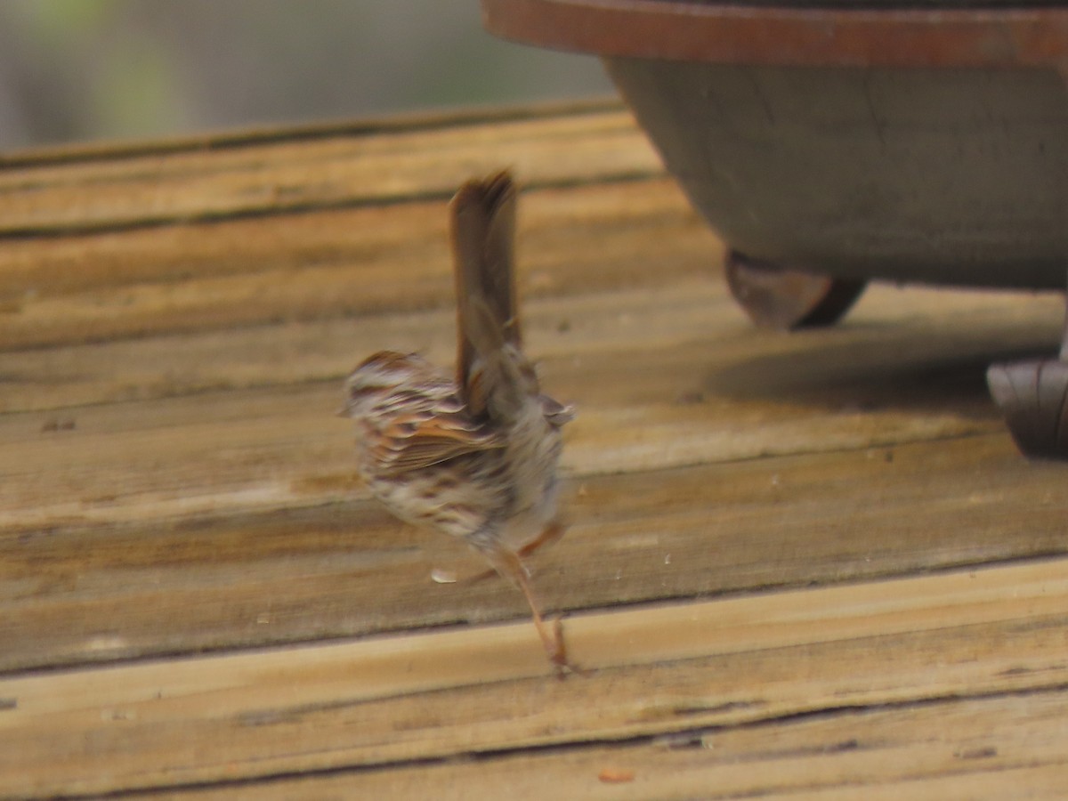 Song Sparrow - Bob Hargis