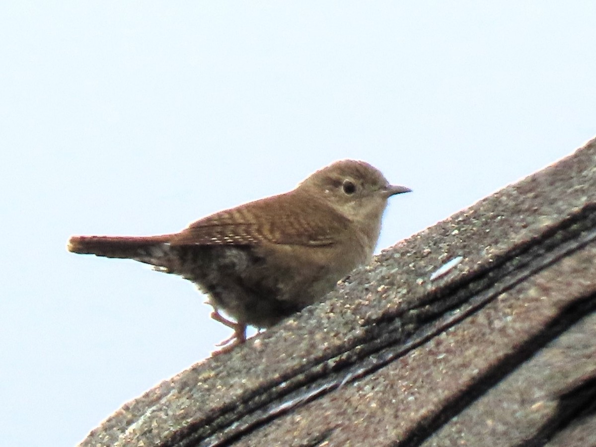 House Wren - Bob Hargis