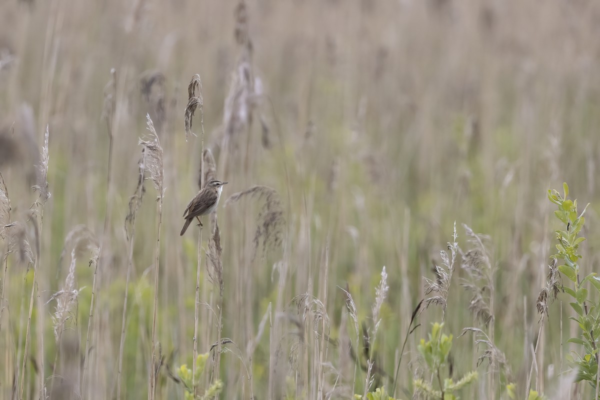 Sedge Warbler - ML619490505