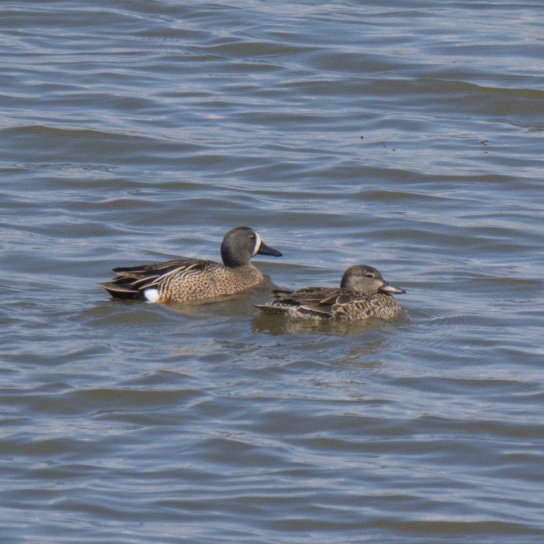 Blue-winged Teal - Guillaume Charette