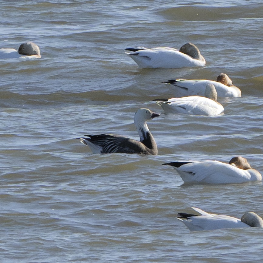 Snow Goose - Guillaume Charette